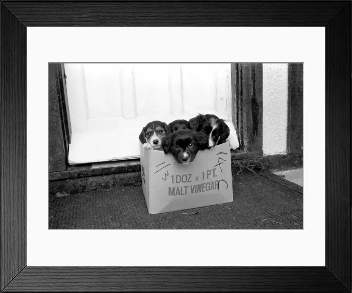 Framed Print : Puppies found abandoned in box. November 1969 Z11391-007 Framed Print : Puppies found abandoned in box. November 1969 Z11391-007