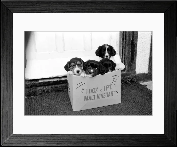 Framed Print : Puppies found abandoned in box. November 1969 Z11391-010