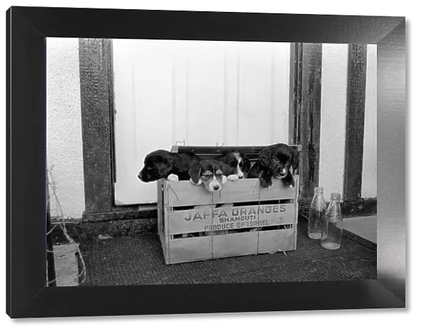 Puppies found abandoned in box. November 1969 Z11391-002