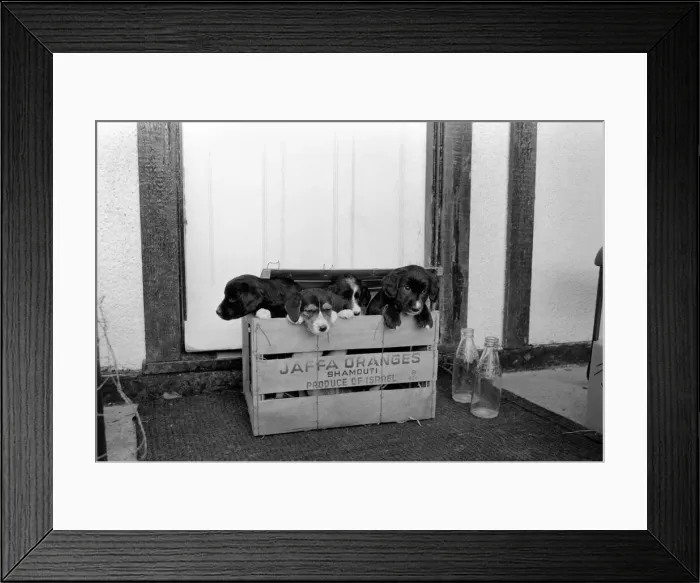 Framed Print : Puppies found abandoned in box. November 1969 Z11391-002 Framed Print : Puppies found abandoned in box. November 1969 Z11391-002