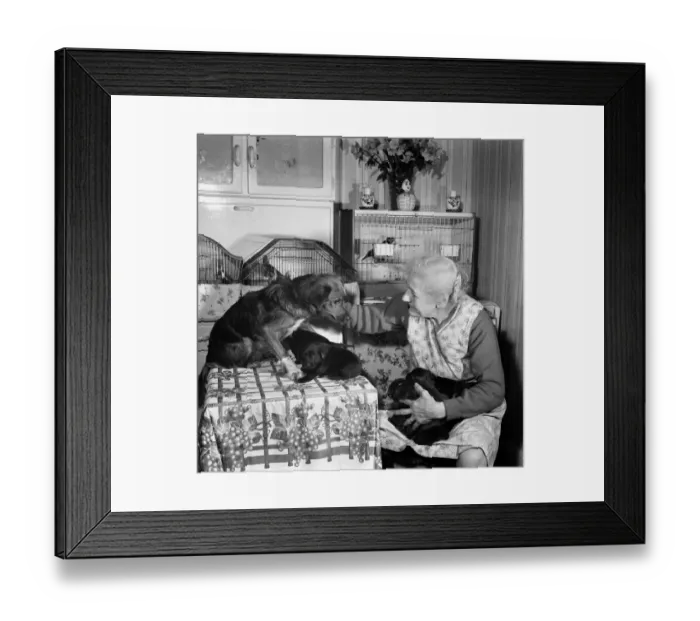 Framed Print : People elderly with animals. An old woman with her pet dogs at home. November 1969 Z11083 Framed Print : People elderly with animals. An old woman with her pet dogs at home. November 1969 Z11083