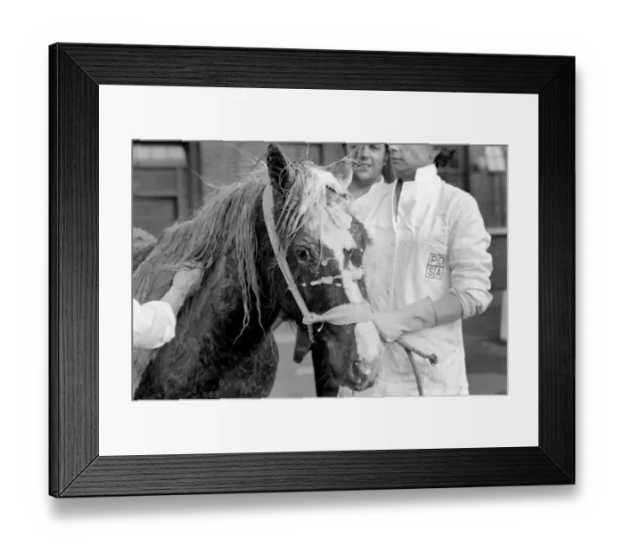 Framed Print : The yearling piebald, Welsh cob type pony which was rescued from the mud pit in Crow Lane Framed Print : The yearling piebald, Welsh cob type pony which was rescued from the mud pit in Crow Lane