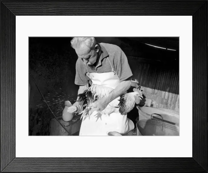 Framed Print : Captain Ellis Duckworth is 77 years old - he won his first poultry show prize in 1897 Framed Print : Captain Ellis Duckworth is 77 years old - he won his first poultry show prize in 1897