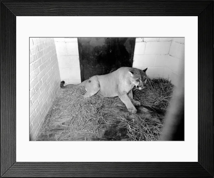 Framed Print : Animals Big cats. When Lucifer the 10 year old male puma at Chessington Zoo developed a Framed Print : Animals Big cats. When Lucifer the 10 year old male puma at Chessington Zoo developed a