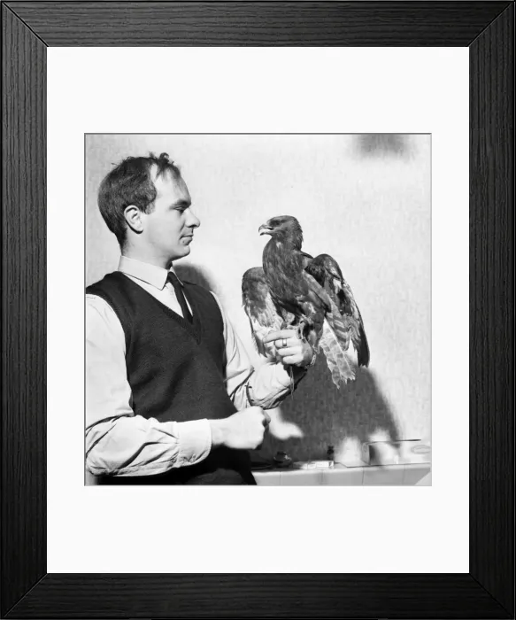 Framed Print : Mr. Michael John Hooper, Inspector RSPCA, holding a young Honey Buzzard Framed Print : Mr. Michael John Hooper, Inspector RSPCA, holding a young Honey Buzzard