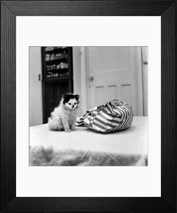 Framed Print : A cute kitten sitting on a bed looking inside a bag. November 1969 Z11405 Framed Print : A cute kitten sitting on a bed looking inside a bag. November 1969 Z11405