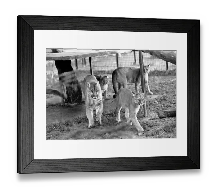 Framed Print : Animals Big cats. When Lucifer the 10 year old male puma at Chessington Zoo developed a Framed Print : Animals Big cats. When Lucifer the 10 year old male puma at Chessington Zoo developed a
