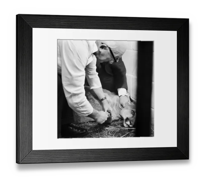 Framed Print : Animals Big cats. When Lucifer the 10 year old male puma at Chessington Zoo developed a Framed Print : Animals Big cats. When Lucifer the 10 year old male puma at Chessington Zoo developed a