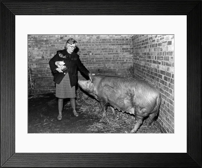 Framed Print : Anns proud that her house is a bit of a pigsty. Proud owner Ann Framed Print : Anns proud that her house is a bit of a pigsty. Proud owner Ann
