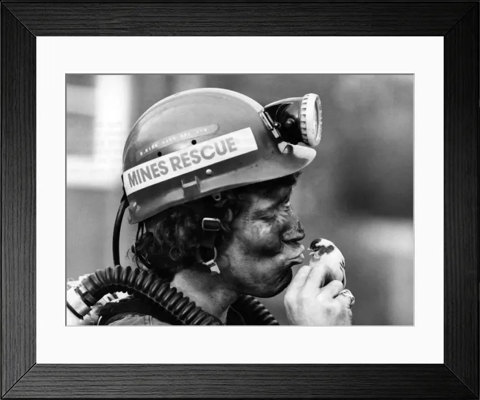Framed Print : A Mines rescue worker kissing his canary. January 1981 P017743 Framed Print : A Mines rescue worker kissing his canary. January 1981 P017743