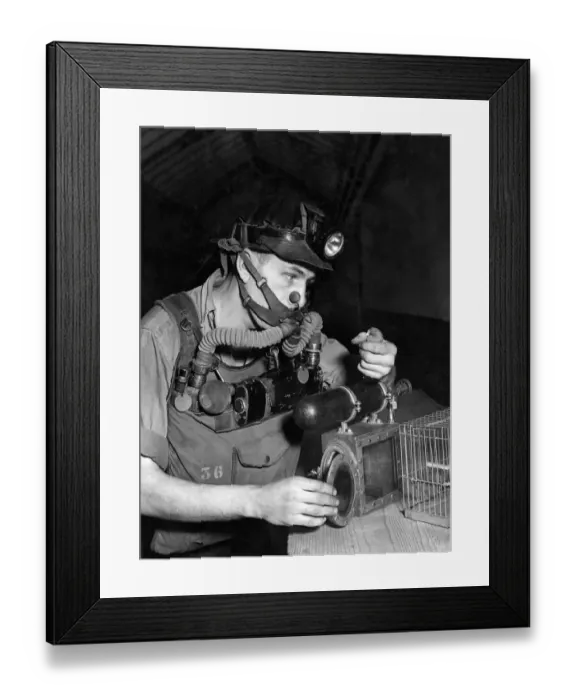 Framed Print : A Rescue man in the mines with his assistant the canary. January 1951 P017722