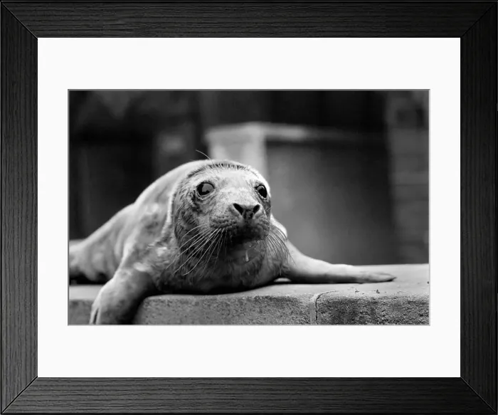 Framed Print : Cute animals. Wash up'a baby Grey seal pup washed up on the beach