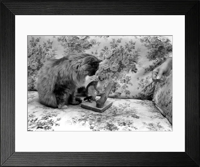 Framed Print : Katie the persian cat with a stuffed stoat. November 1969 Z11291