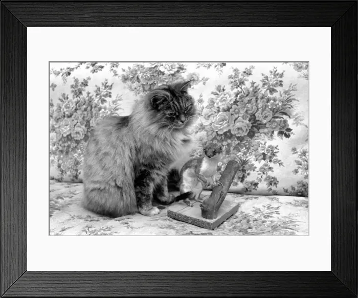 Framed Print : Katie the persian cat with a stuffed stoat. November 1969 Z11291-002