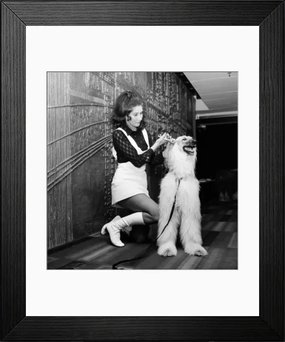 Framed Print : Canine stars of the Film and Television. Gloria North from Datchet Framed Print : Canine stars of the Film and Television. Gloria North from Datchet