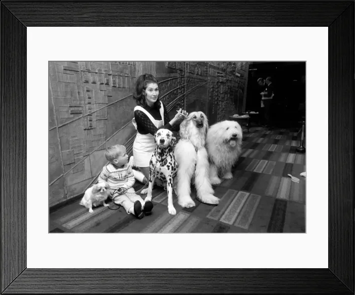 Framed Print : Canine stars of the Film and Television. Also pictured with Hotara 2 1 / 2 year old Framed Print : Canine stars of the Film and Television. Also pictured with Hotara 2 1 / 2 year old