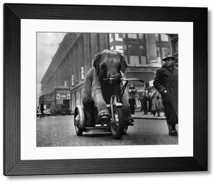 Framed Print : Joan, Baby elephant rides her tricycle down Oxford St. on her morning exercises Framed Print : Joan, Baby elephant rides her tricycle down Oxford St. on her morning exercises
