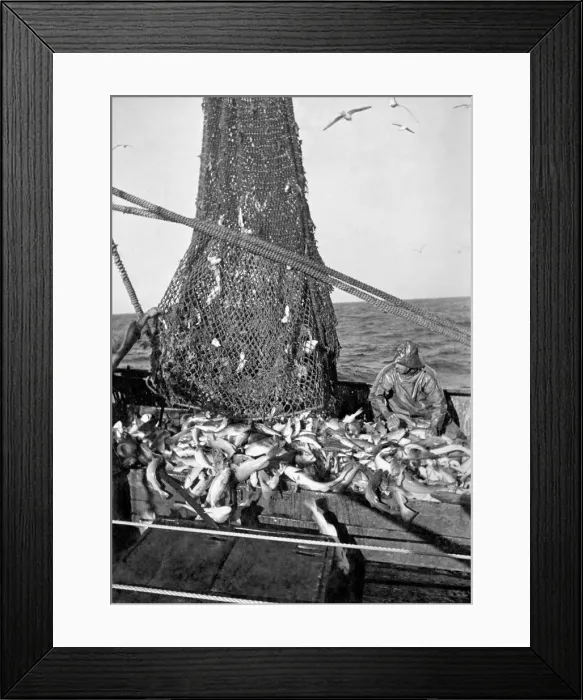 Framed Print : Trawlerman opens net of deep sea trawl off the coast following 5 hours trawling