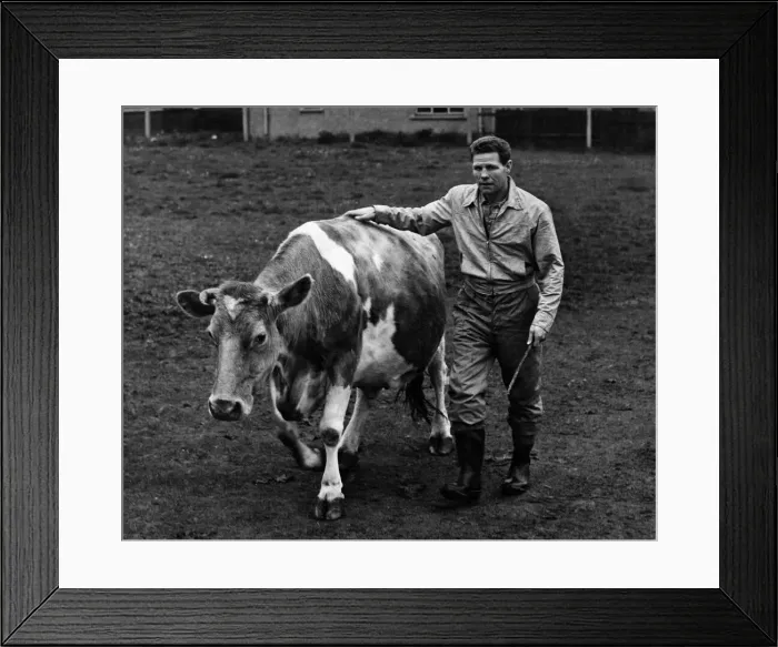 Framed Print : Boxer Wally Thom seen here herding in a cow on his West Kirby farm. May 1956 P012369 Framed Print : Boxer Wally Thom seen here herding in a cow on his West Kirby farm. May 1956 P012369