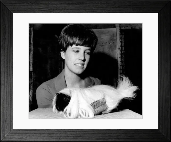 Framed Print : Miss Sandra Green age 20. with her Peruvian Guinea Pig dressesd in curlers