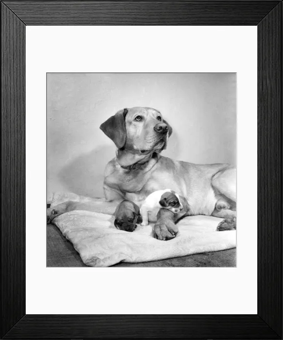Framed Print : Dog and Puppies: Sandy the lost dog with the two pups that were left at the Doncaster Framed Print : Dog and Puppies: Sandy the lost dog with the two pups that were left at the Doncaster