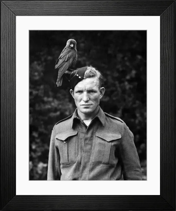 Framed Print : Jackie the Jackdraw back on his pearch of his masters hat. July 1942 P012293 Framed Print : Jackie the Jackdraw back on his pearch of his masters hat. July 1942 P012293
