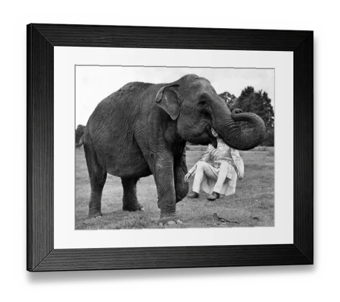Framed Print : Animals: Elephants. After being in the army for five years Sgt Ivor Rosaire starts again Framed Print : Animals: Elephants. After being in the army for five years Sgt Ivor Rosaire starts again
