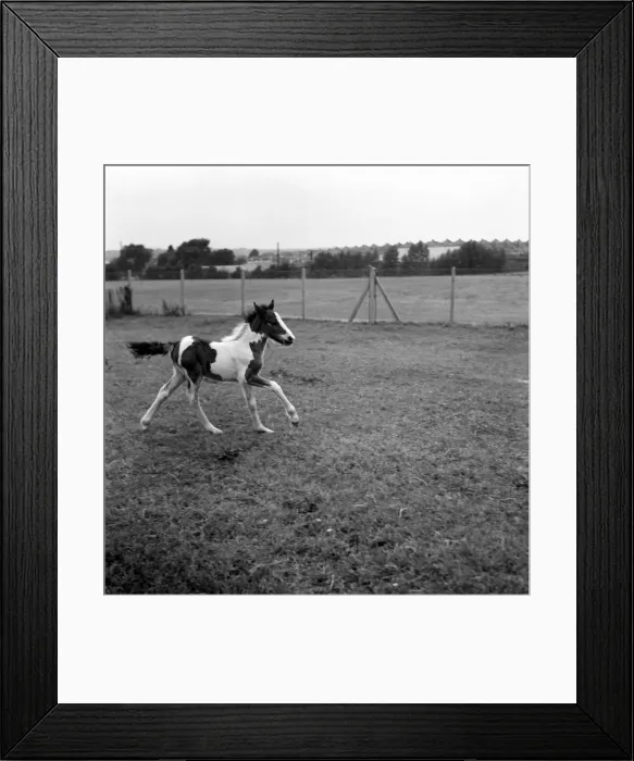 Framed Print : Lucky'the Orphan foal. Lucky, the Tiny orphan foal nearly died