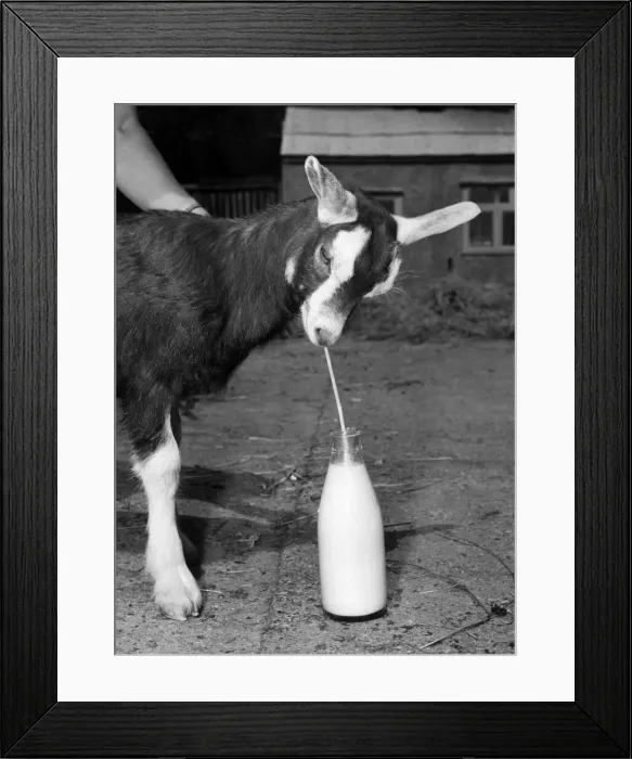 Framed Print : Smart kid this. She lives at Crystal Palace Zoo. And although she Framed Print : Smart kid this. She lives at Crystal Palace Zoo. And although she