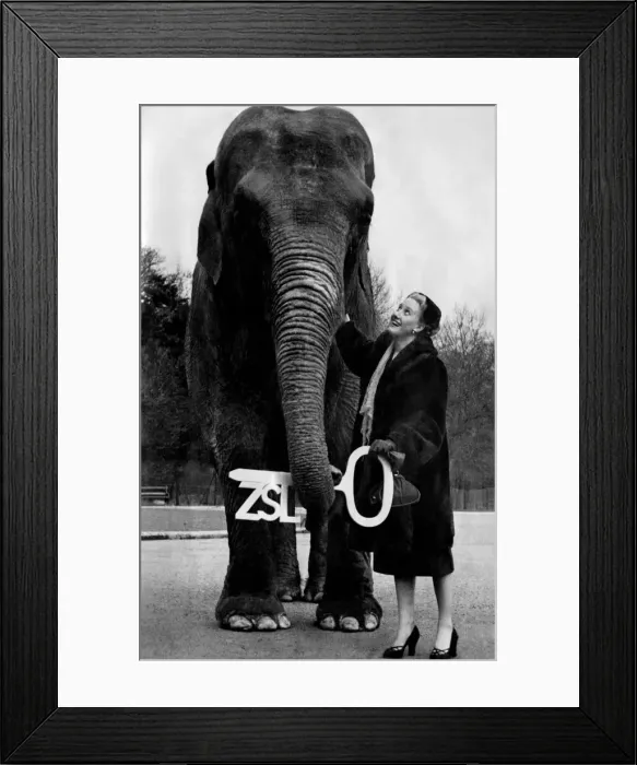 Framed Print : Dixie, Whipsnade Zoos most pouplar elephant, had its twenty first birthday party Framed Print : Dixie, Whipsnade Zoos most pouplar elephant, had its twenty first birthday party