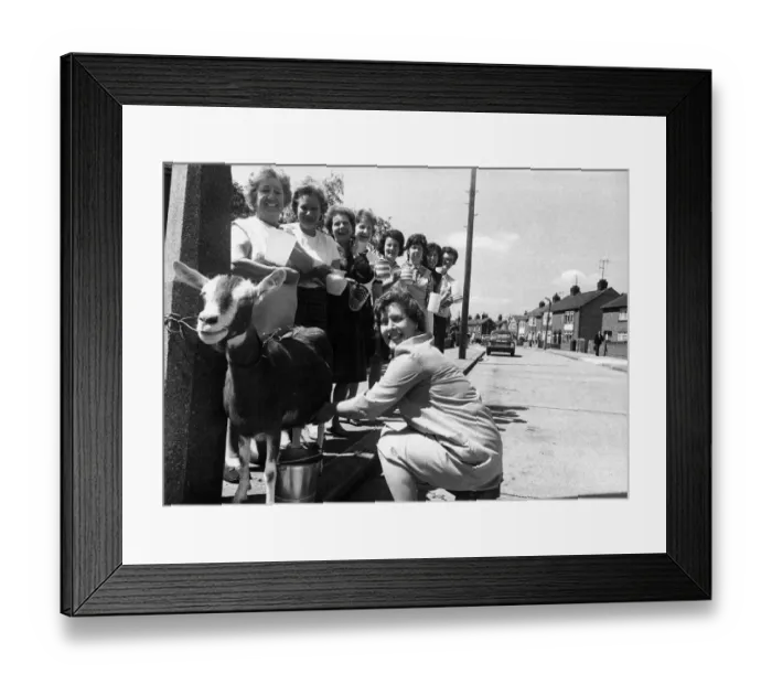 Framed Print : They say this goats milk helps your sex life... no kidding Framed Print : They say this goats milk helps your sex life... no kidding