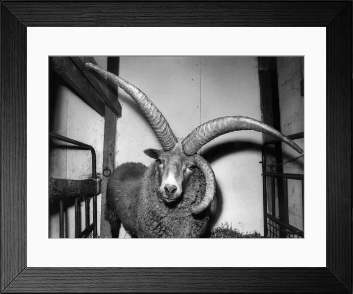 Framed Print : The Manx Loghtan goat. November 1968 P011769