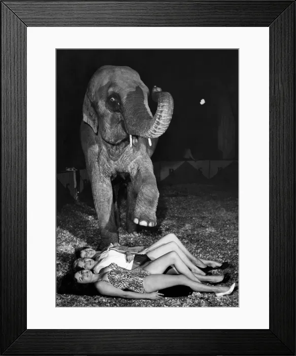 Framed Print : Three girls auditioned for the job of elephant girl. They are Framed Print : Three girls auditioned for the job of elephant girl. They are
