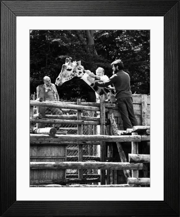 Framed Print : Long ache at Longleat: First aid for the giraffe who caught it in the neck
