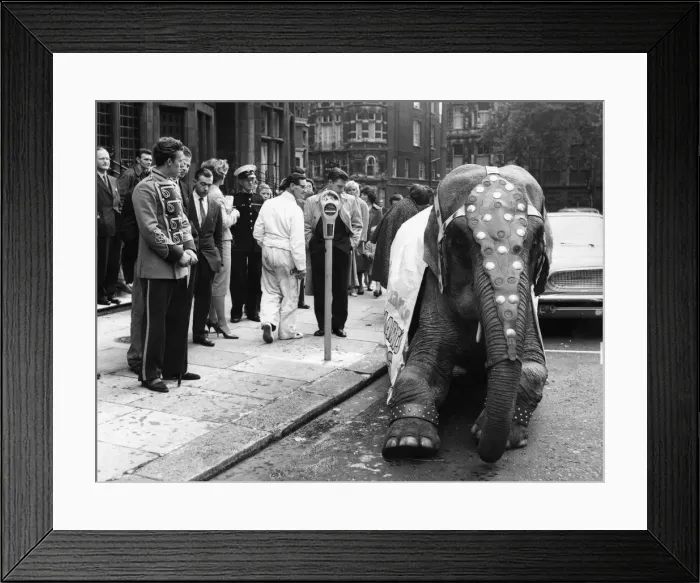 Framed Print : The elephant beside the parking meter. October 1960 P011808 Framed Print : The elephant beside the parking meter. October 1960 P011808