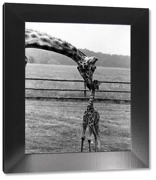Proud parent Tosen the giraffe nuzzles baby-long-legs. July 1978 P011760