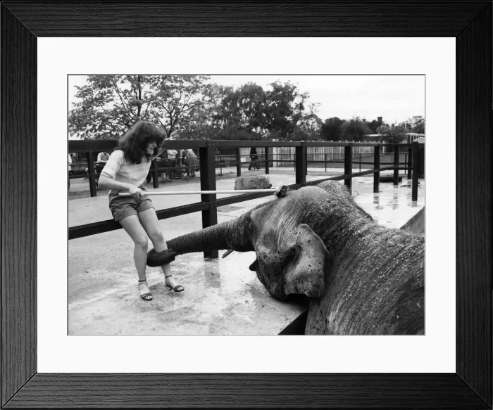 Framed Print : Marjorie the elephant gets a firm grip as Sue backs off. May 1981 P011815 Framed Print : Marjorie the elephant gets a firm grip as Sue backs off. May 1981 P011815