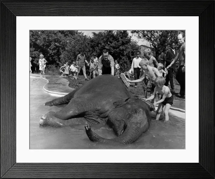 Framed Print : A dogs life may be all right for dogs - the envy of some humans even Framed Print : A dogs life may be all right for dogs - the envy of some humans even