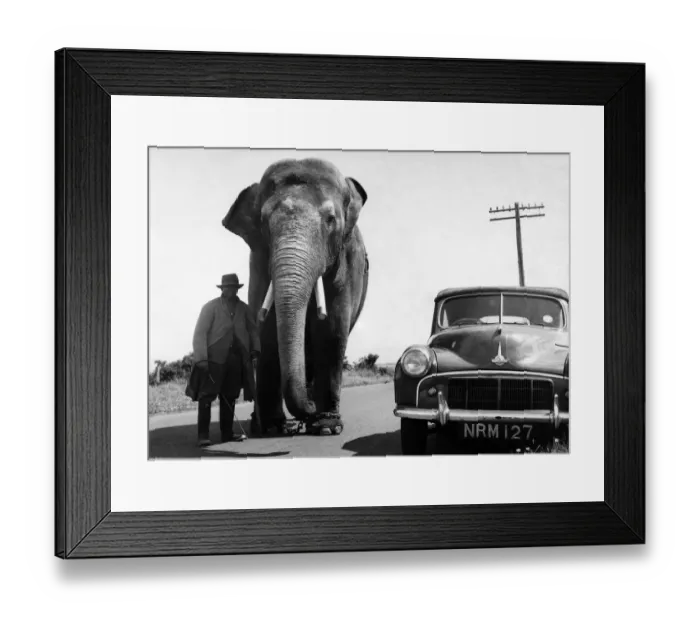 Framed Print : Charlie goes for a stroll with his keeper along a country road in Ayrshire, Scotland Framed Print : Charlie goes for a stroll with his keeper along a country road in Ayrshire, Scotland
