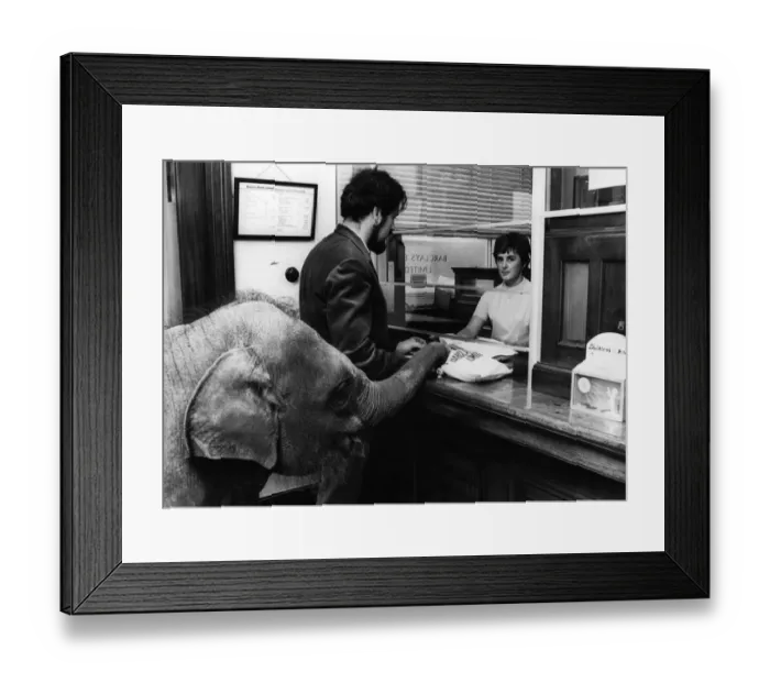 Framed Print : Opening her account at the bank, baby elephant Gosta hands over her money to cashier Framed Print : Opening her account at the bank, baby elephant Gosta hands over her money to cashier