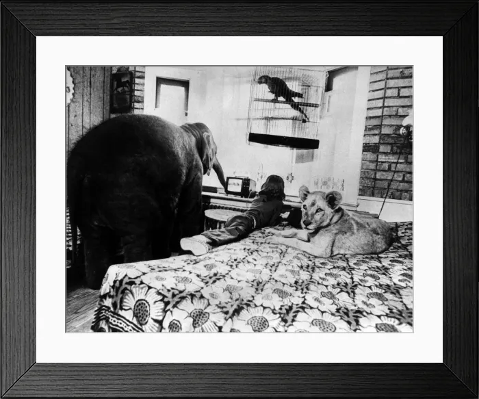 Framed Print : Its TV time in the Hammond home where they all watch jungle stories Framed Print : Its TV time in the Hammond home where they all watch jungle stories