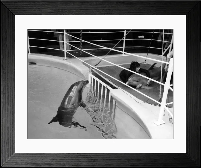 Framed Print : As Bonnie the dolphin is held down for the vet by her trainer, John Dineley Framed Print : As Bonnie the dolphin is held down for the vet by her trainer, John Dineley