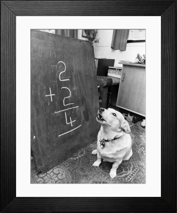 Framed Print : Patch the dog does a simple sum as she reads the numbers on a blackboard Framed Print : Patch the dog does a simple sum as she reads the numbers on a blackboard