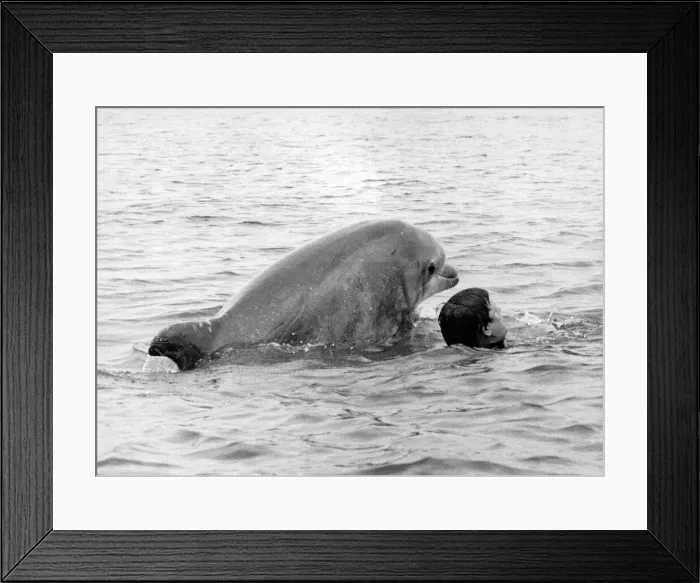 Framed Print : Lakeman and Percy the dolphin swimming together. July 1984 P011846 Framed Print : Lakeman and Percy the dolphin swimming together. July 1984 P011846