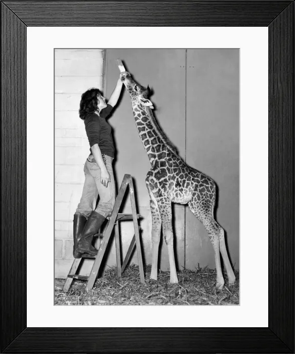 Framed Print : Life at the top for keeper Andrea Bignell with baby Elizabeth at Marwell zoo Framed Print : Life at the top for keeper Andrea Bignell with baby Elizabeth at Marwell zoo