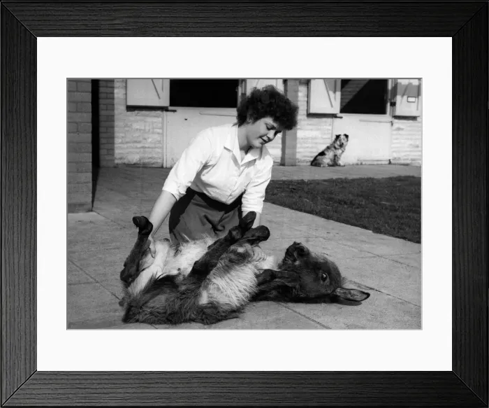 Framed Print : Little Pablo the donkey is no ass! Hes made a special pal of attractive Gladys Framed Print : Little Pablo the donkey is no ass! Hes made a special pal of attractive Gladys