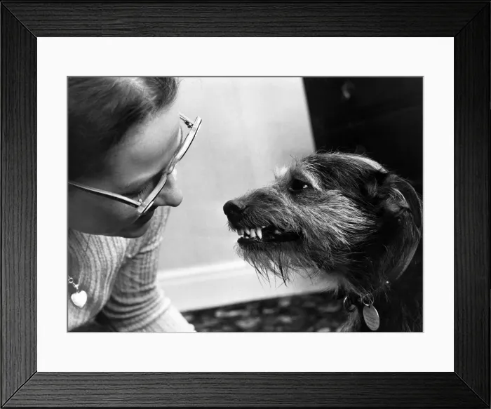 Framed Print : Tipsy may look as if he is simply baring his teeth. In fact hes saying Framed Print : Tipsy may look as if he is simply baring his teeth. In fact hes saying