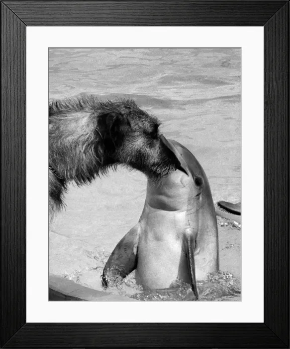 Framed Print : Just friends. It seems an unlikely friendship... Yet there Framed Print : Just friends. It seems an unlikely friendship... Yet there