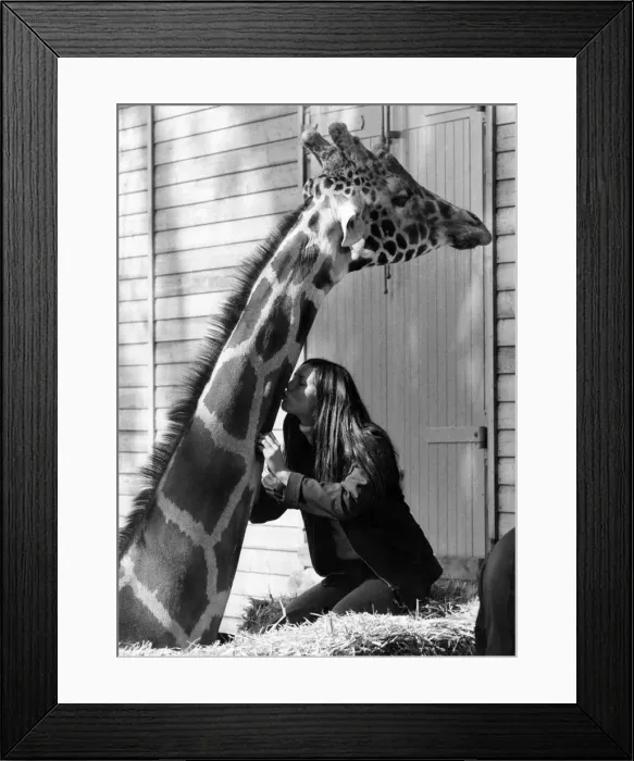 Framed Print : Ruth gives the big giraffe a kiss. September 1977 P011766 Framed Print : Ruth gives the big giraffe a kiss. September 1977 P011766