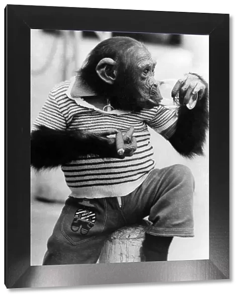A cute little monkey wearing tee shirt and shorts in the hot weather June 1974
